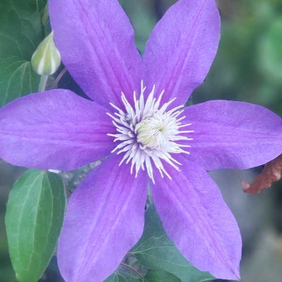 Meet your Posher, Tina - Picture 1 of 1